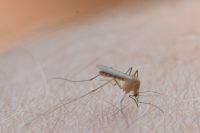 Ukąszenia komarów