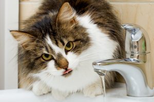 Czy warto kąpać kota?