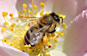 alergia na jad pszczół