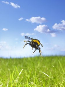 alergia na jad pszczół