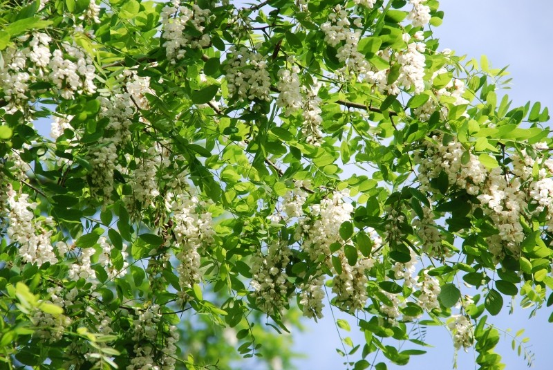 Akacja robinia akacjowa