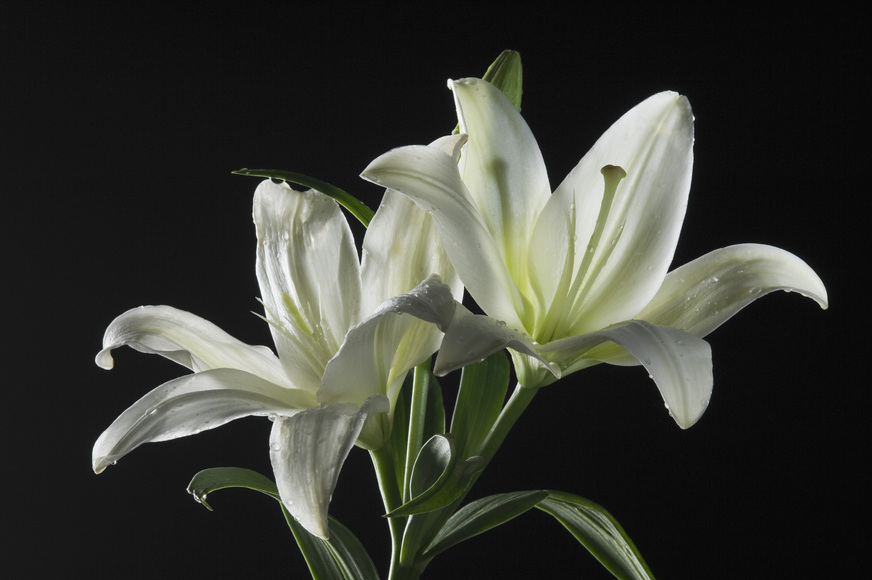 Kwiaty cięte - czyli co kupić na imieniny alergika