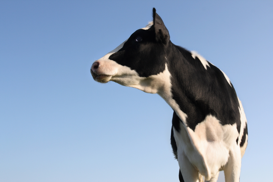 Mleko od krowy chroni niemowlęta przed alergią