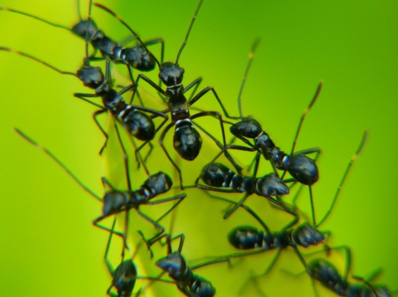 Alergia na mrówki