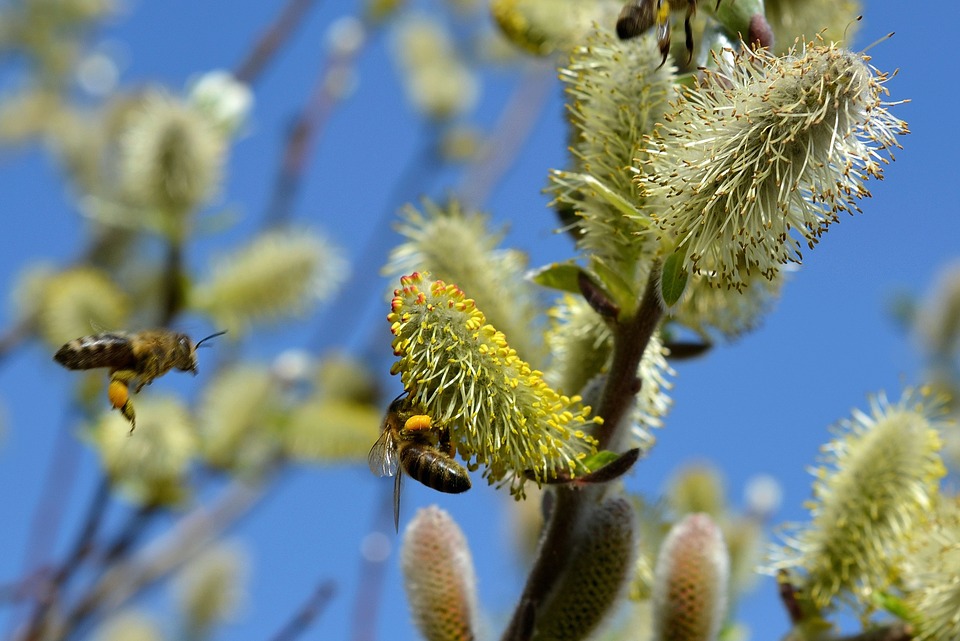 okres pylenia wierzby