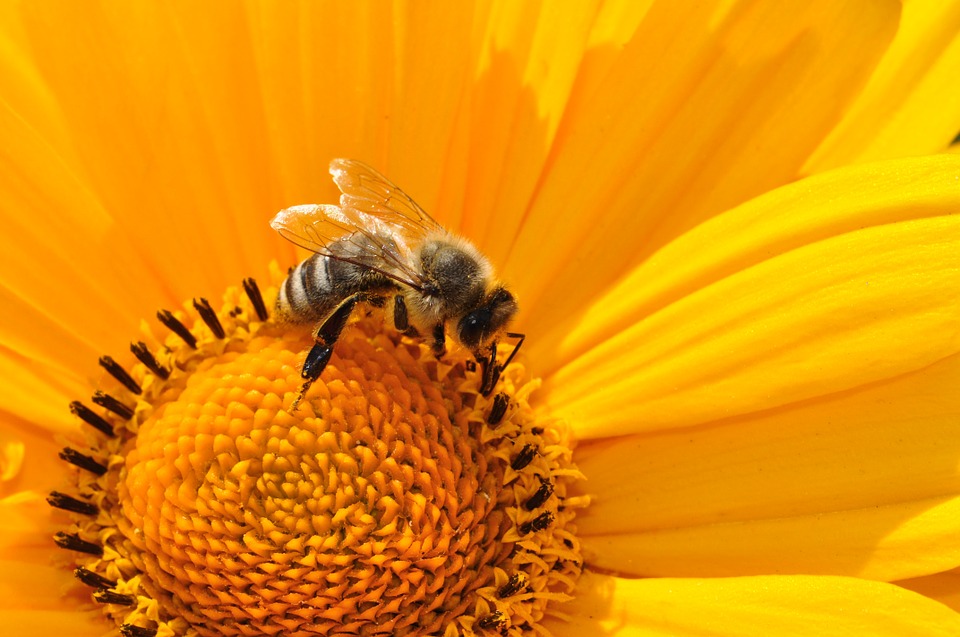 wstrząs anafilaktyczny po ukąszeniu przez pszczołę