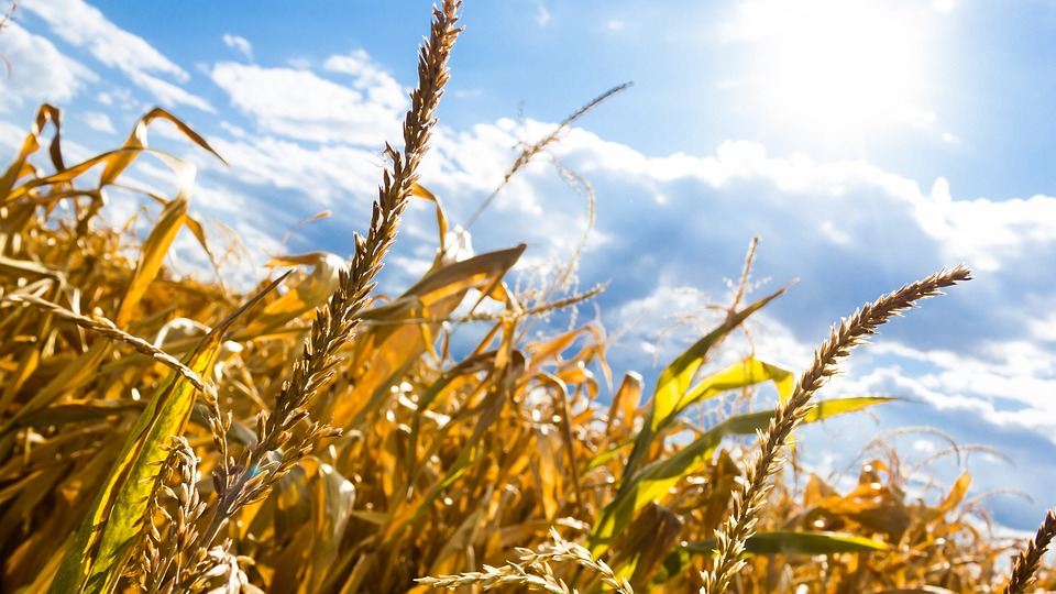 nieceliakalna nadwrażliwość na gluten