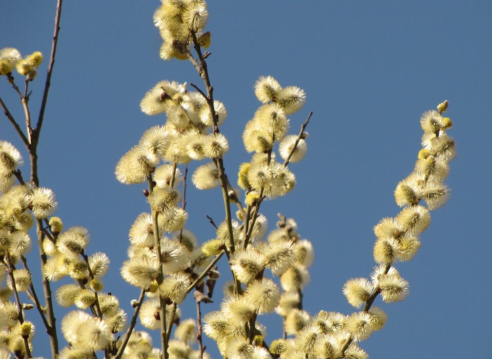 alergia na pyłki drzew