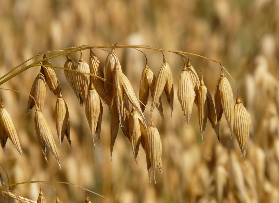 alergia na gluten